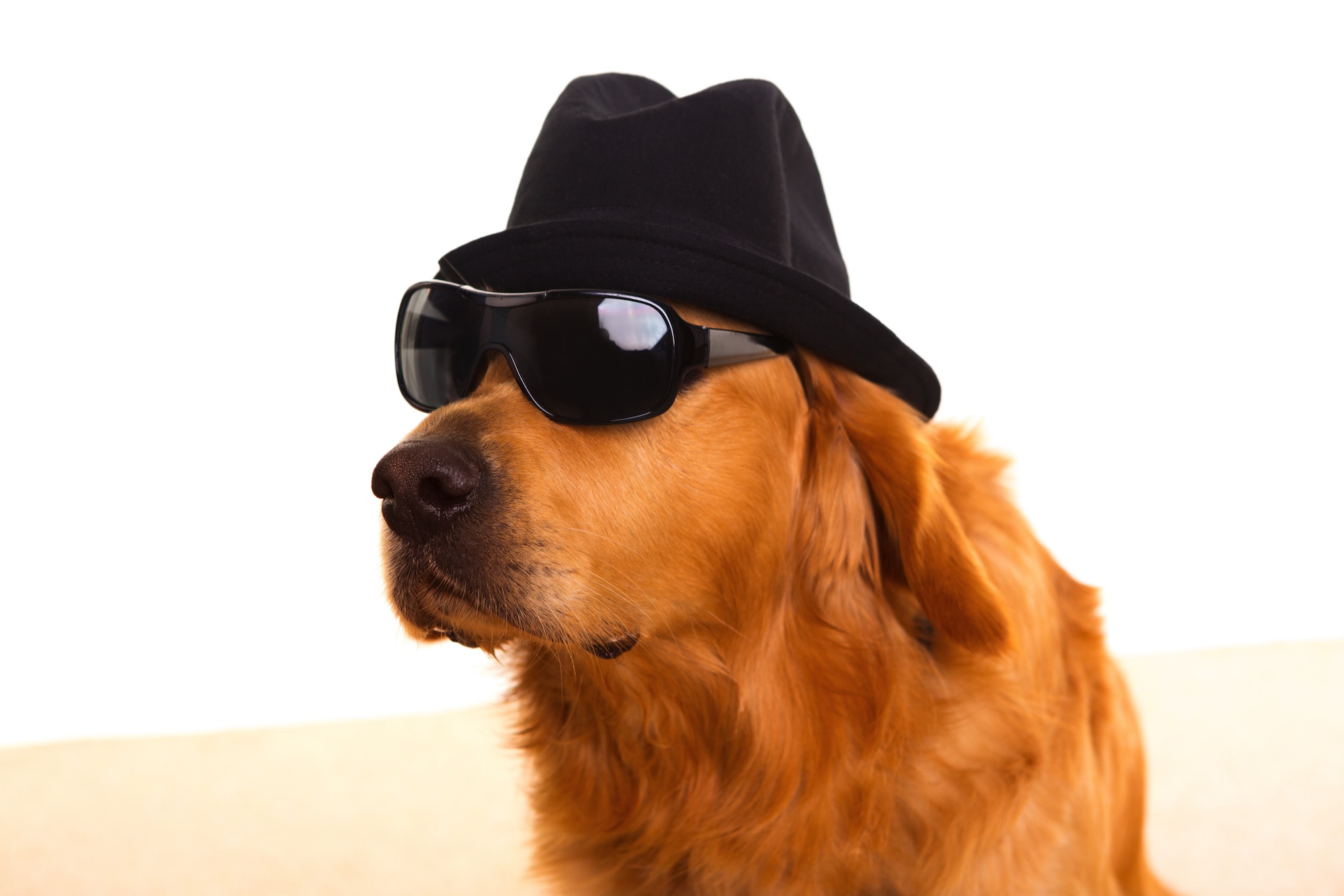 Собака в шляпе и очках