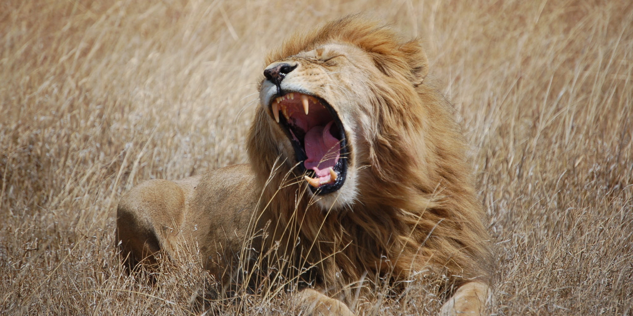 I Am Brand, Hear Me Roar: 5 Tips to Help Your Company Find Its Sound