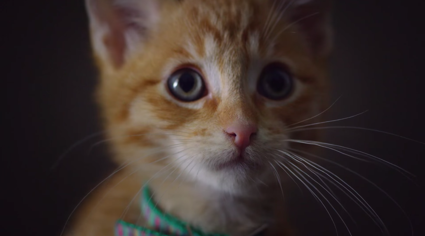Watch the Hilarious Friskies Cats Win the Super Bowl