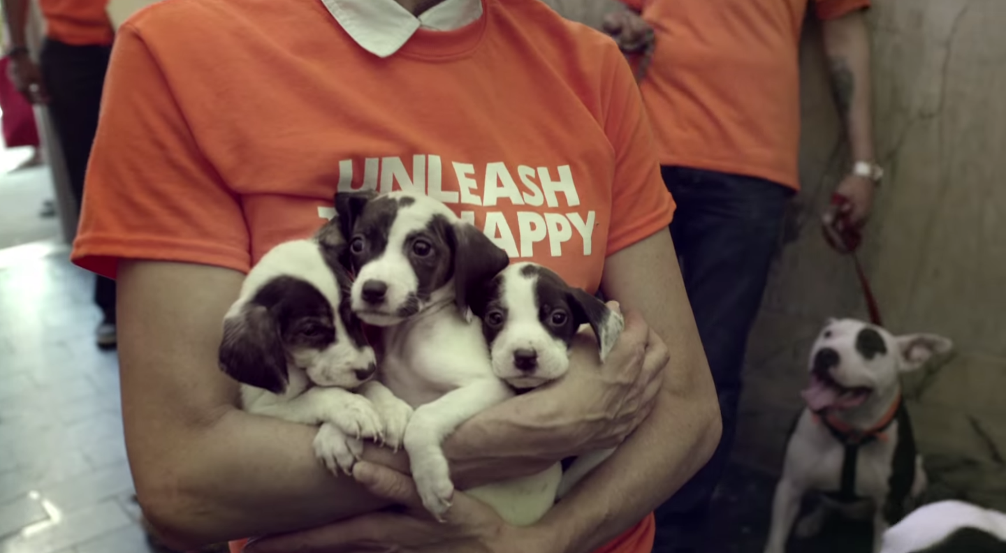 This Puppy-Heavy Content Marketing Will Save You From Your First-Week-Back Stress