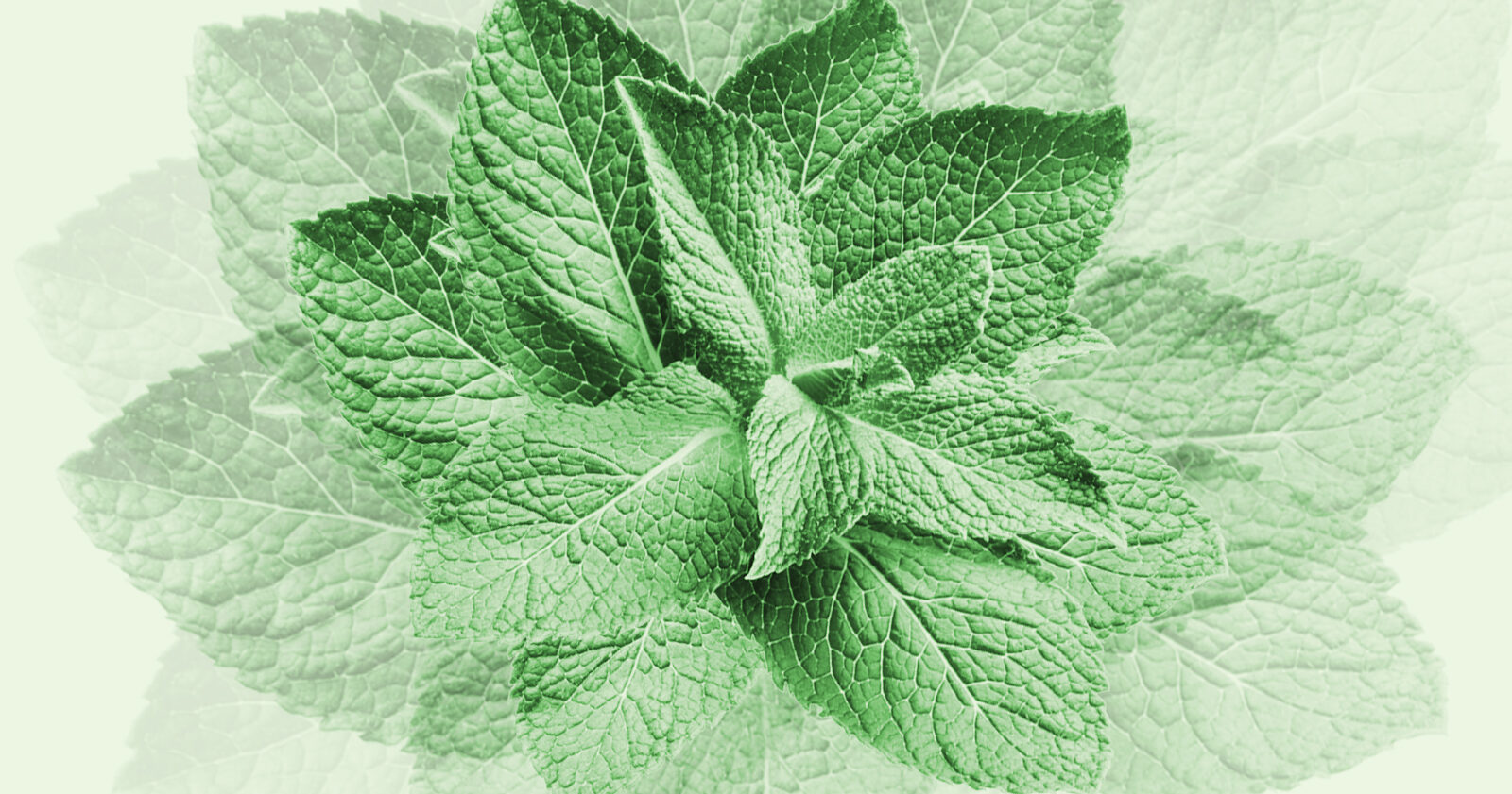 How Mint Turned Content Into a Big Business