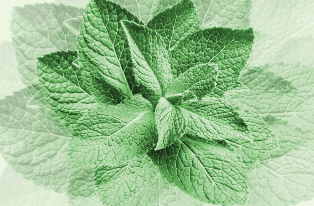 How Mint Turned Content Into a Big Business