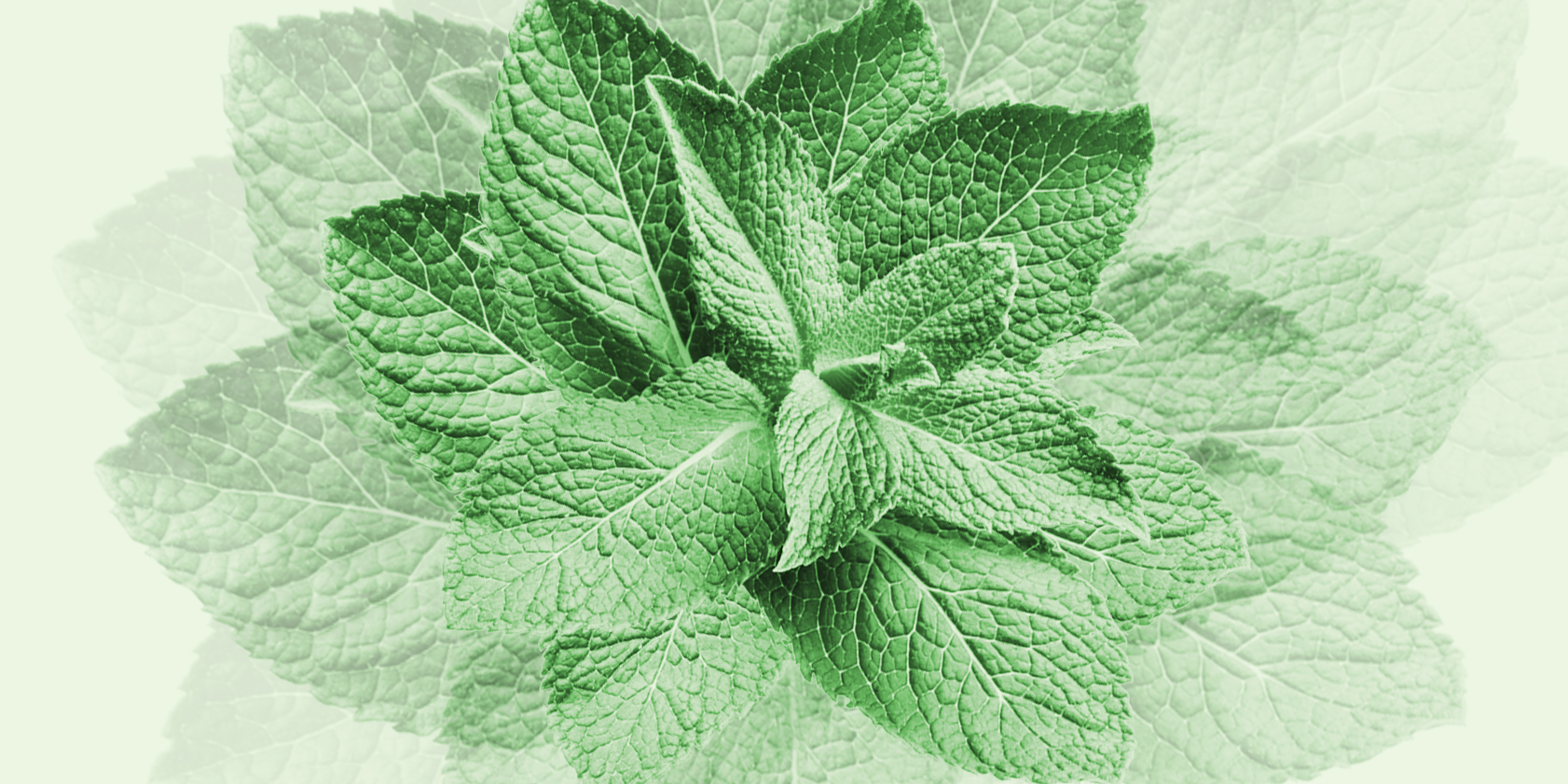 How Mint Turned Content Into a Big Business