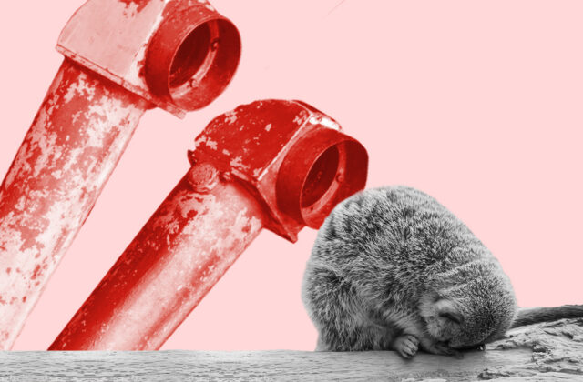 Will Periscope Kill Meerkat?