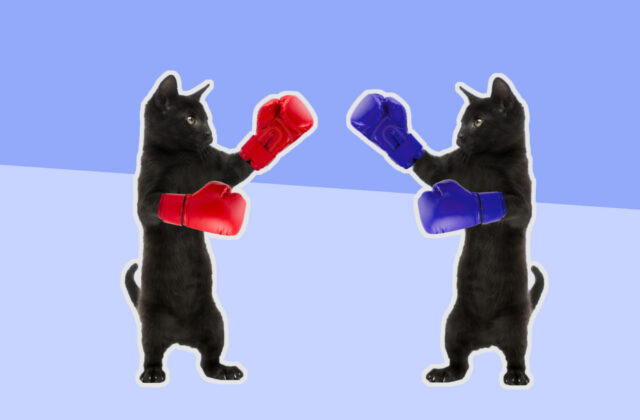 This Boxing Kittie Video From 1894 Proves Thomas Edison Would Have Invented BuzzFeed