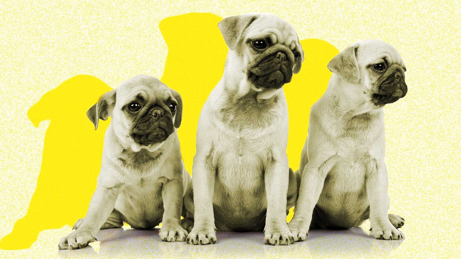 Puppy Love: Inside Purina's Ambitious New Content Play