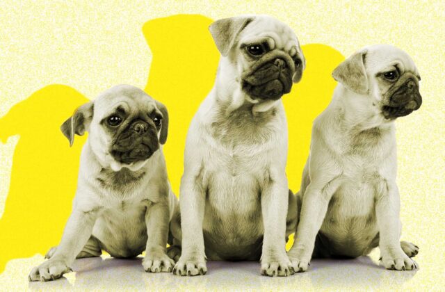 Puppy Love: Inside Purina's Ambitious New Content Play