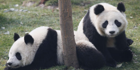 3 Things Content Marketers Need to Know About Google’s Panda 4.2 Update