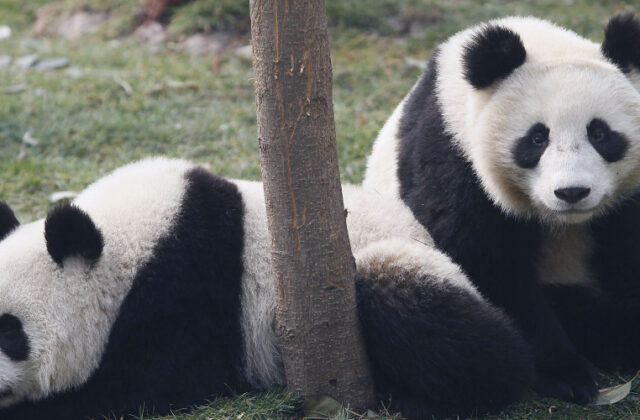 google panda update SEO algorithm