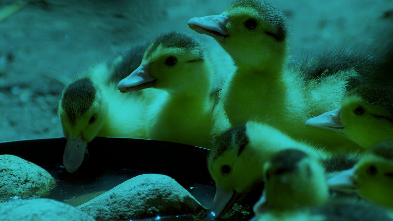 Content Catchup: National Geographic's Engagement Empire, Millennials on Social, and More Must-Reads