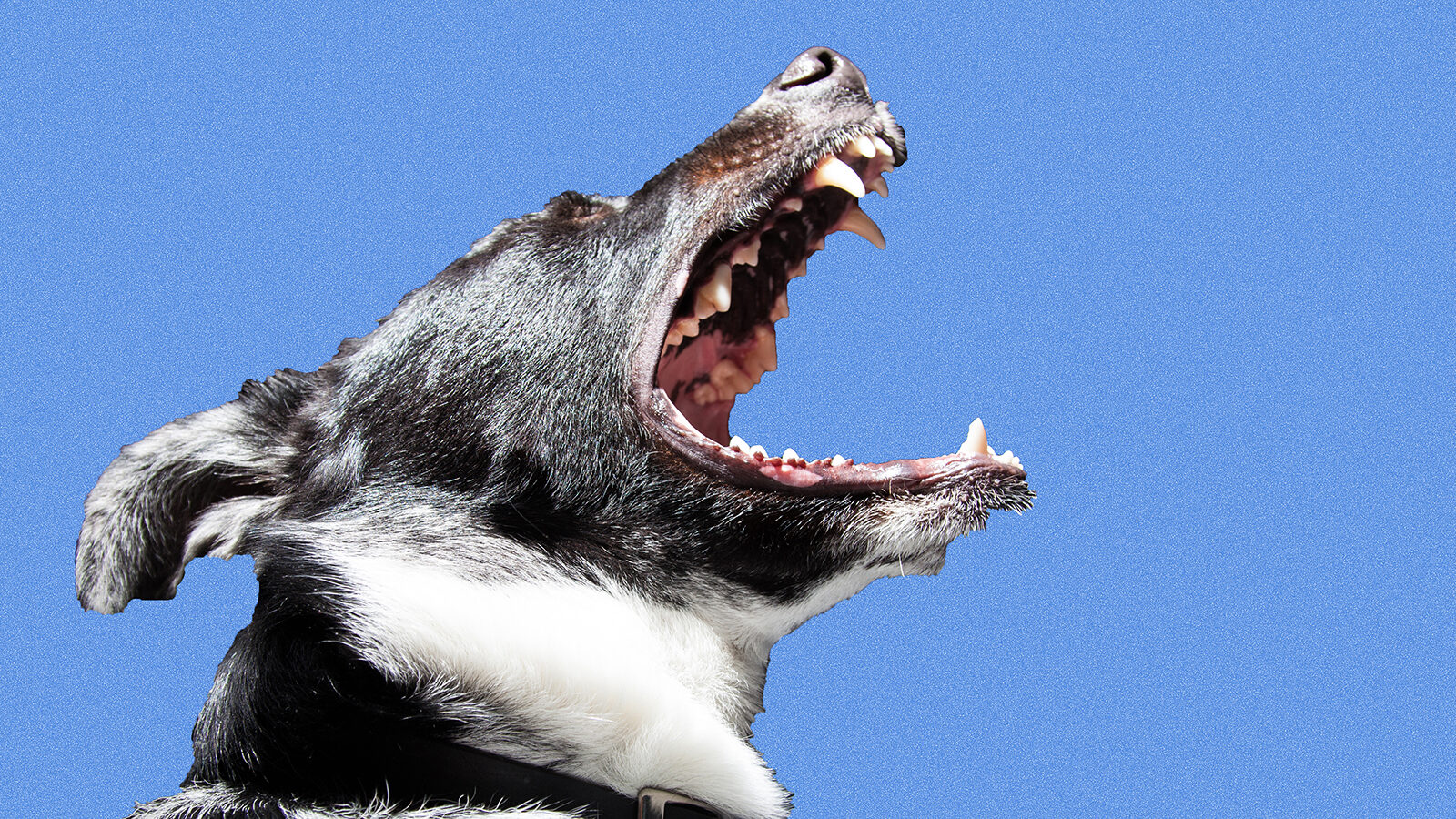 "Facebook is a bit like that big dog galloping toward you in the park... It's hard to tell whether he wants to play with you or eat you."