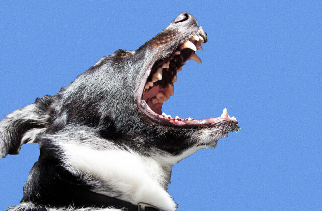 "Facebook is a bit like that big dog galloping toward you in the park... It's hard to tell whether he wants to play with you or eat you."
