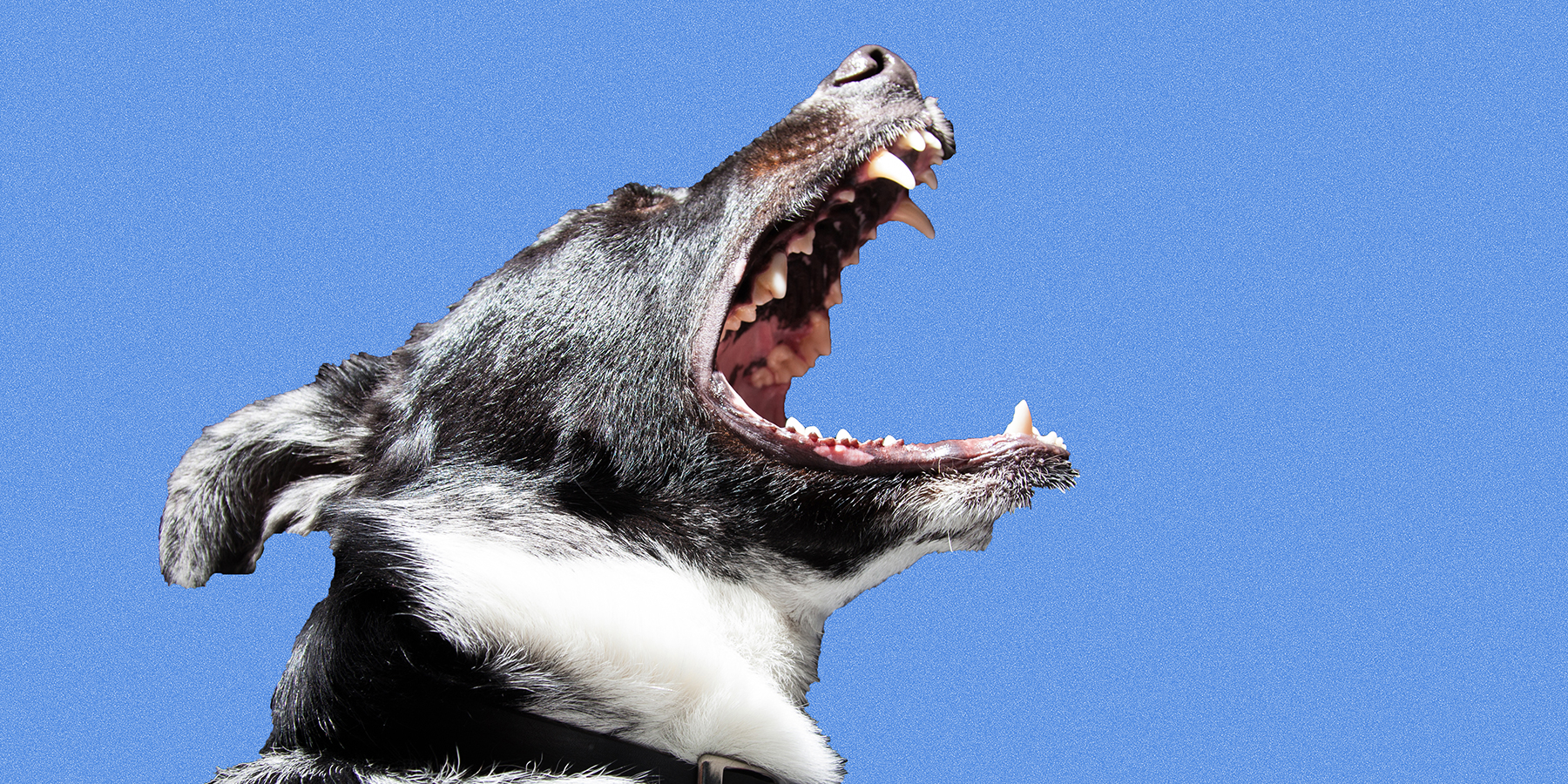 "Facebook is a bit like that big dog galloping toward you in the park... It's hard to tell whether he wants to play with you or eat you."