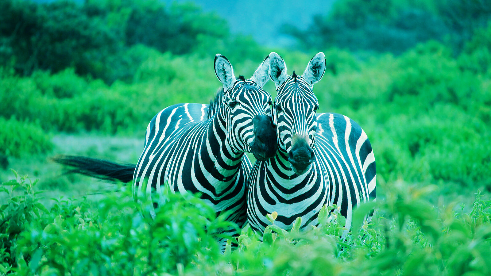 obstacles holding back your organization