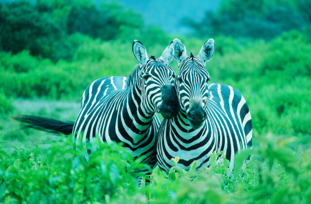 obstacles holding back your organization