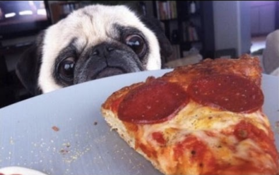 pug pizza cute