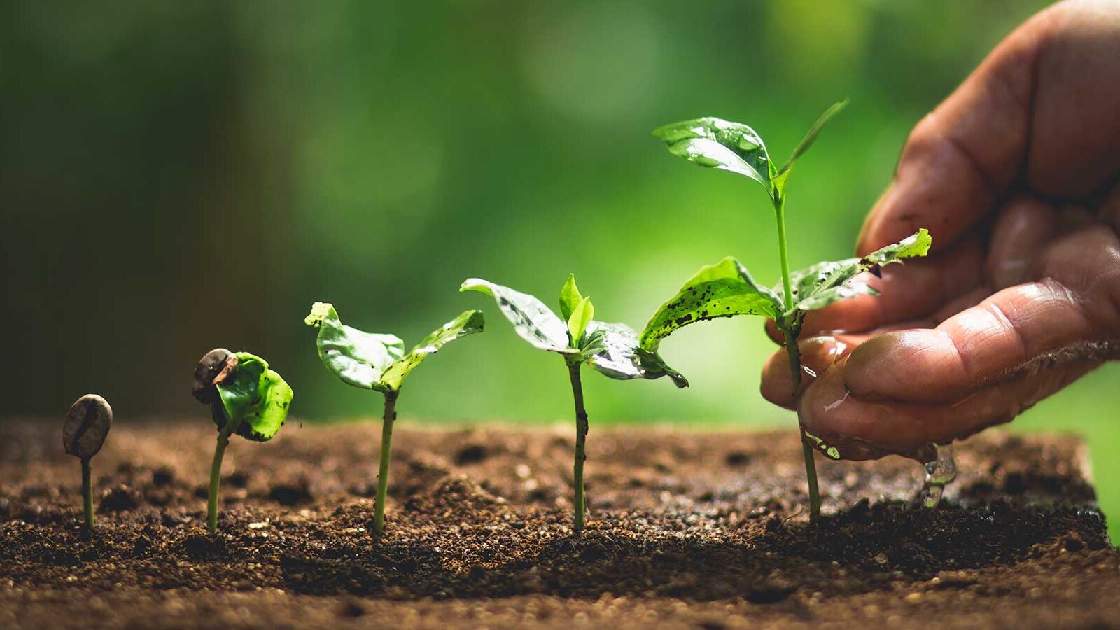 This is an image of seedling of various sizes with an adult hand touching the largest seedling on the right for an article about creating and using a content strategy checklist