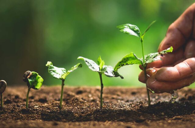 This is an image of seedling of various sizes with an adult hand touching the largest seedling on the right for an article about creating and using a content strategy checklist