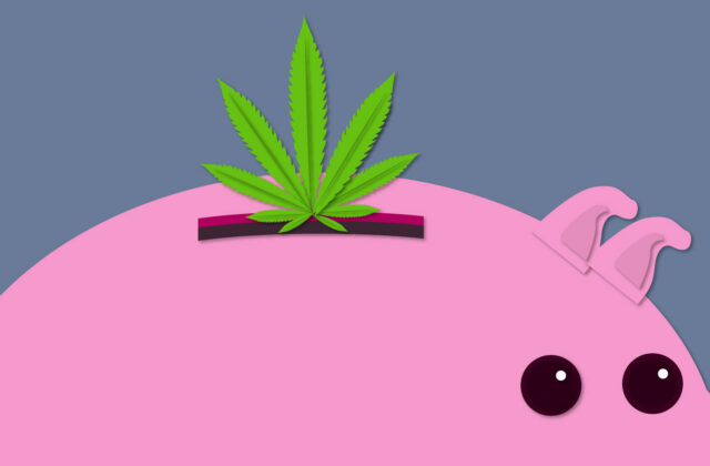 Theory Wellness Cannabis